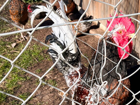 23-03-17 10-18-11 4874